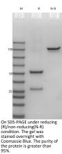 Anti-Human IL23(Guselkumab)