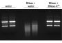 RNase-X Decontamination Solution