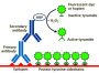 Tyramide Amplification Buffer Plus, 1000 reactions