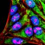 Tyramide Amplification Buffer Plus, 1000 reactions