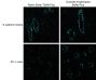 Tyramide Amplification Buffer Plus, 1000 reactions