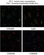 Tyramide Amplification Buffer Plus, 1000 reactions