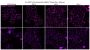 CellBrite™ Steady 405 Membrane Staining Kit, 100 Labelings