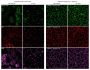 CellBrite™ Steady 488 Membrane Staining Kit, 500 Labelings