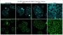 CellBrite™ Steady 488 Membrane Staining Kit, 500 Labelings