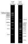 1 kb DNA Ladder in TE buffer