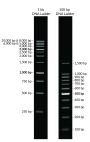 100 bp DNA Ladder, Ready-to-Load (150 applications, 1.5 mL)