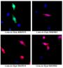 Live-or-Dye™ 787/808 Fixable Viability Staining Kit, Trial Size (50 assays)