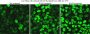 NucSpot® Live 488 Nuclear Stain, Trial Size