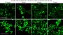 NucSpot® Live 488 Nuclear Stain, Trial Size