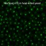 NucSpot® 470, 1000X in DMSO