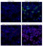 NucSpot® 470, 1000X in DMSO