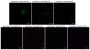 BactoView™ Dead 560/570, 500X in Water, Trial Size