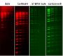 GelRed® Nucleic Acid Gel Stain, 10,000X