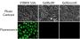 GelGreen® Nucleic Acid Gel Stain, 10, 000X in Water