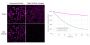 NucSpot® 555/570, 1000X in DMSO