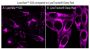 LysoView™ 650, 1000X IN DMSO Trial Size