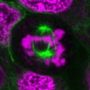 ViaFluor® 647 Live Cell Microtubule Stain, Trial Size