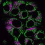 LysoView™ 405, 1000X in DMSO