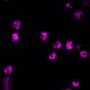 LysoView™ 594, 1000X in DMSO