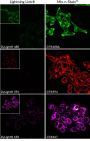 Mix-n-Stain™ CF®647 Antibody Labeling Kit, 1x(50-100ug) labeling