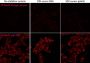 Mix-n-Stain™ CF®647 Antibody Labeling Kit, 1x(50-100ug) labeling