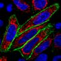 Mix-n-Stain™ CF®680 Small Ligand Labeling Kit