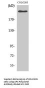 Anti-APC Antibody