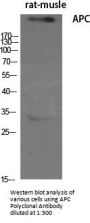 Anti-APC Antibody