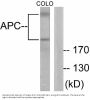 Anti-APC Antibody