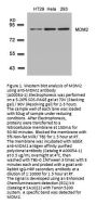 Anti-MDM2 (Ab-166) Antibody