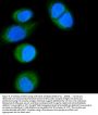 Anti-CD14 Antibody Picoband™