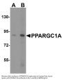 Anti-PPARGC1A Antibody