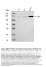Anti-Exonuclease 1/EXO1 Antibody Picoband™