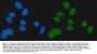 Anti-Exonuclease 1/EXO1 Antibody Picoband™