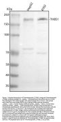 Anti-Thrombospondin 1/THBS1 Antibody Picoband™