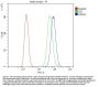 Anti-IKK gamma/IKBKG Antibody Picoband™