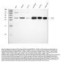 Anti-TST Antibody Picoband™