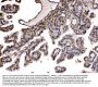 Anti-Nucleoside phosphorylase/PNP Antibody Picoband™