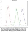 Anti-Nucleoside phosphorylase/PNP Antibody Picoband™