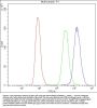 Anti-Nucleoside phosphorylase/PNP Antibody Picoband™