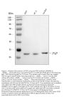 Anti-Nucleoside phosphorylase/PNP Antibody Picoband™