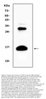 Anti-HBD Antibody Picoband™