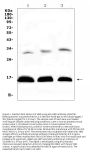 Anti-HBD Antibody Picoband™