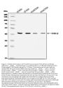 Anti-P2Y12/P2ry12 Antibody Picoband™