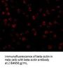 Anti-beta-Actin ACTB Antibody