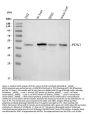 Anti-PDK1 Antibody Picoband™