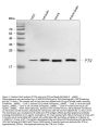 Anti-PTN Antibody Picoband™