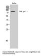 Anti-DNA pol iota Antibody