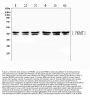 Anti-PRMT1 Antibody Picoband™